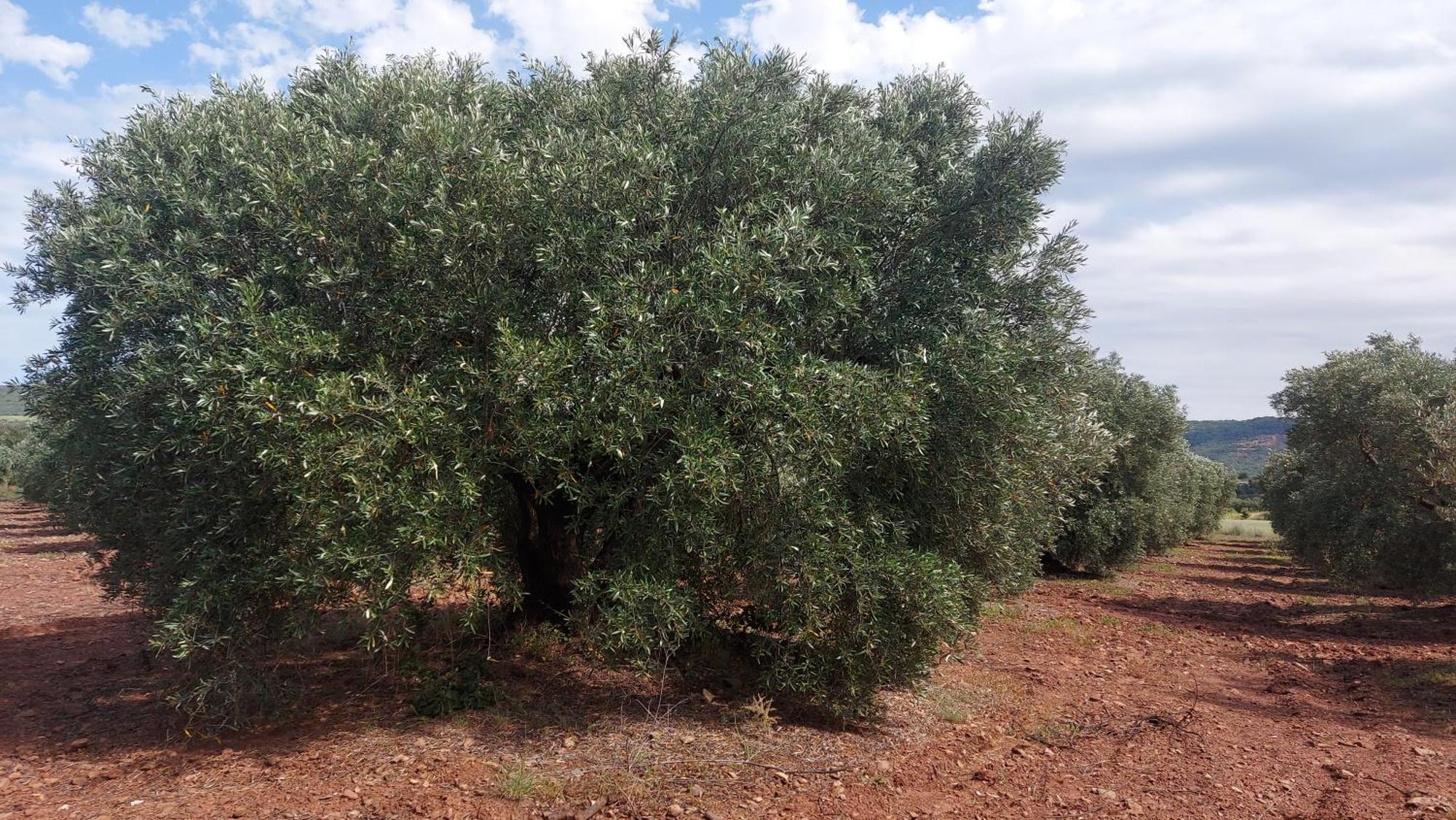 Escale Au Salagou Le Bosc  Εξωτερικό φωτογραφία